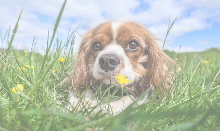 4 ways to be an eco-friendly pet parent - healthybud USA