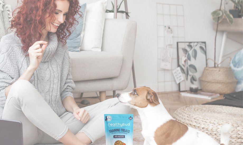 How to train your dog to stop barking - healthybud USA