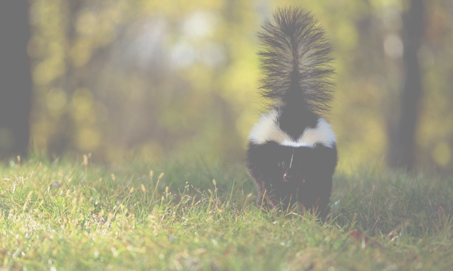 The best DIY skunk shampoo for dogs - healthybud USA