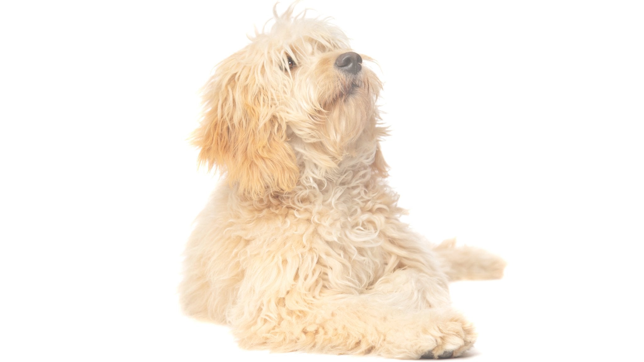 The Ultimate Guide to Doodles - healthybud USA