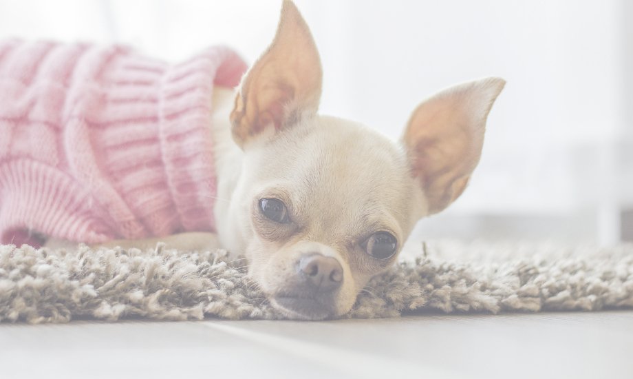 Chihuahua Dental Problems: What Every Pet Parent Needs to Know! - healthybud USA