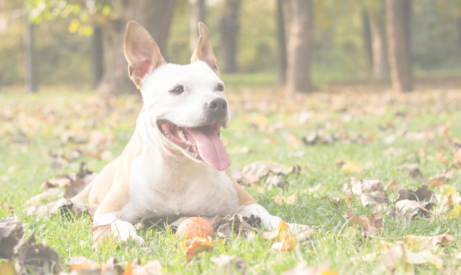 3 DIY fall treats your dog will love - healthybud USA
