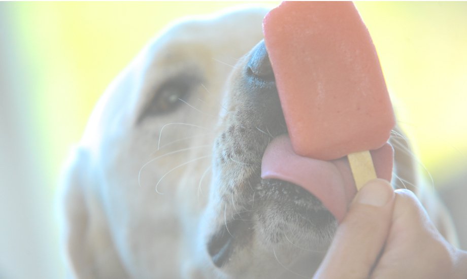 3 homemade pupsicle recipes for your dog! - healthybud USA