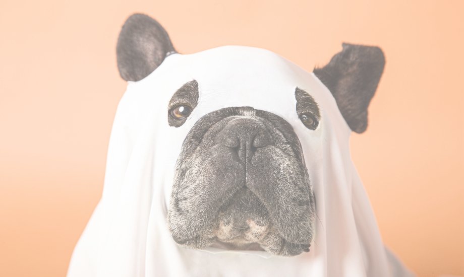 4 Easy DIY Halloween costumes for dogs - healthybud USA