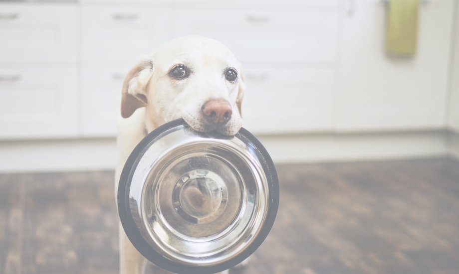 4 steps to transitioning your dog’s food - healthybud USA