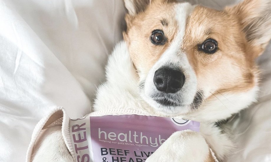 5 Cute Things To Love About Corgis - healthybud USA