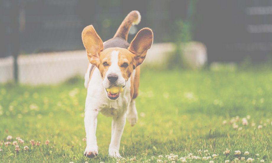 5 outdoor games your pup will love - healthybud USA