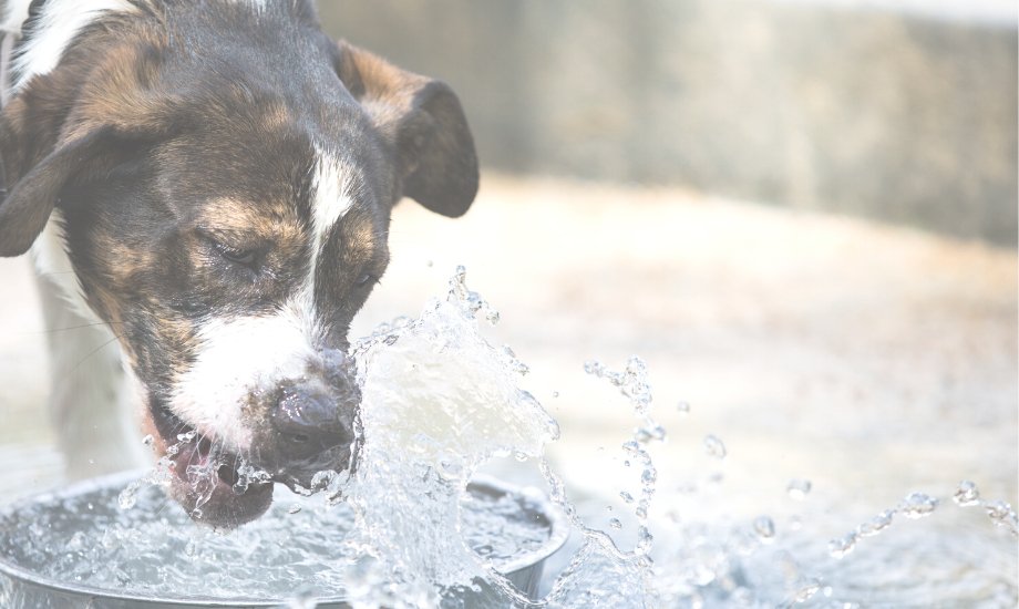6 ways to boost your dog’s water intake this winter - healthybud USA