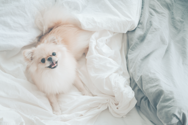 6 Ways To Really Spoil Your Dog