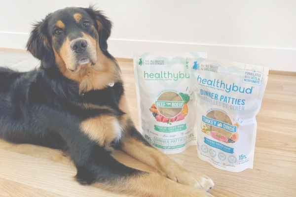 Why Choose Freeze-Dried Food For Your Dog