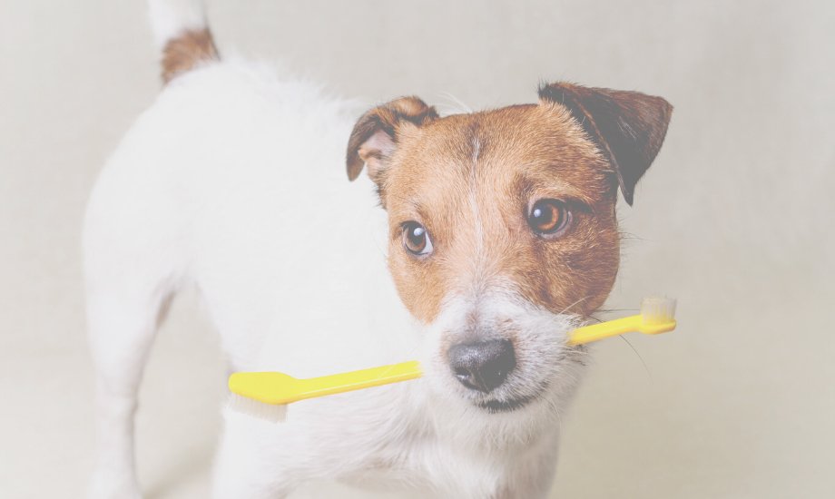 A Commonly-Missed Part of your Dog's Health! - healthybud USA