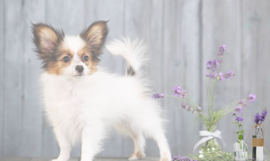 Are Essential Oils Toxic To Pets? - healthybud USA