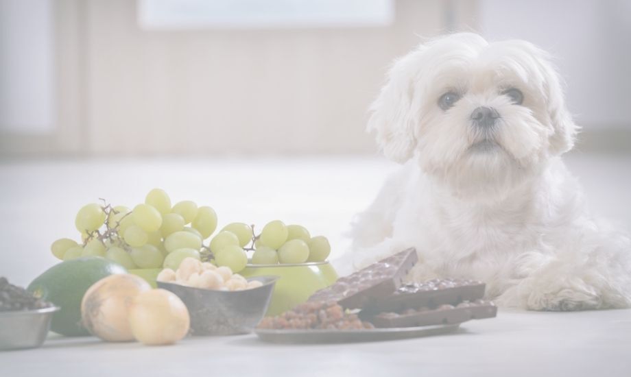 Top 5 Most Toxic Foods For Dogs