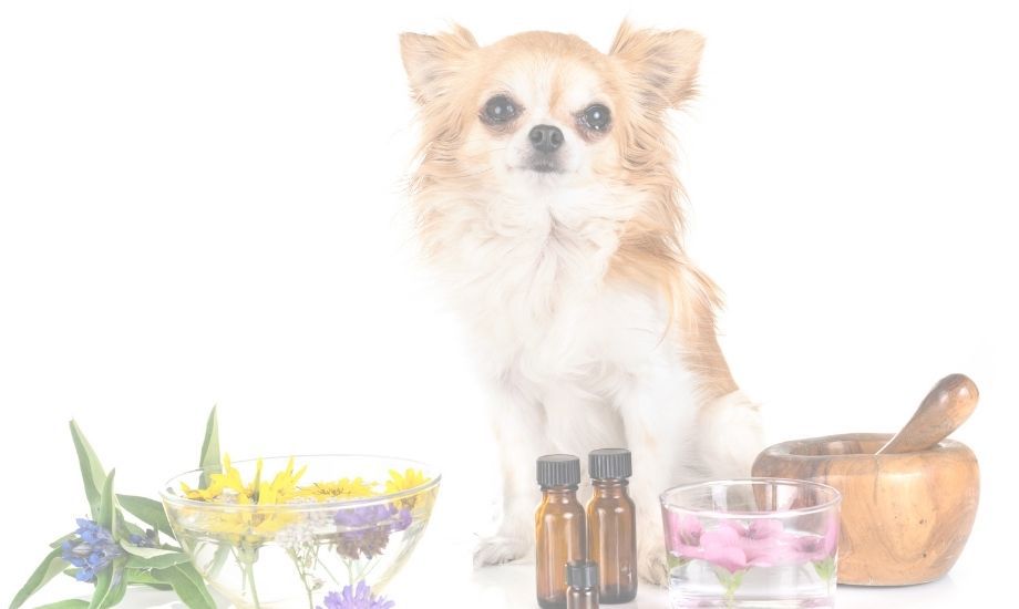 Most Popular Essential Oils For Your Pets And How To Use Them