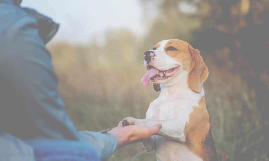 How Consistency Improves Your Dog's Health