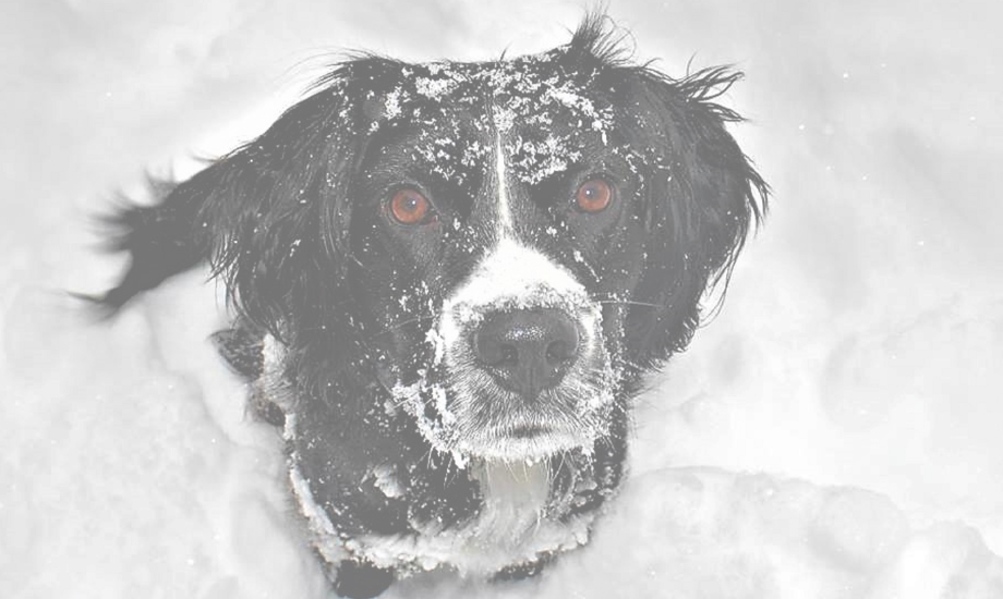 3 ways to prevent dry winter skin in dogs