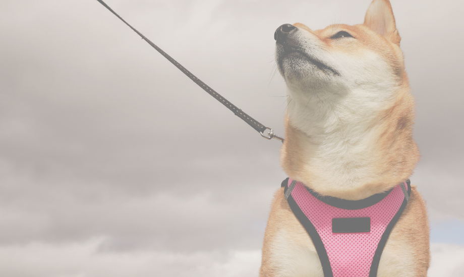 If Your Dog Leash-Pulls You NEED to Read This