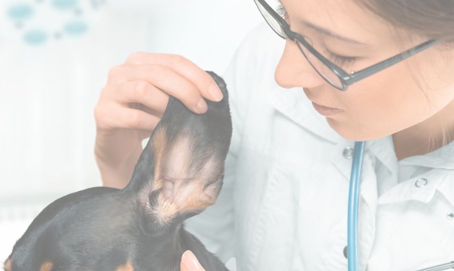 A vet’s best advice for dog ear infections