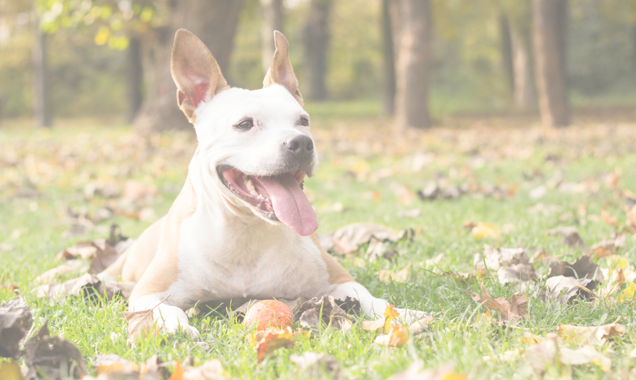 3 DIY fall treats your dog will love