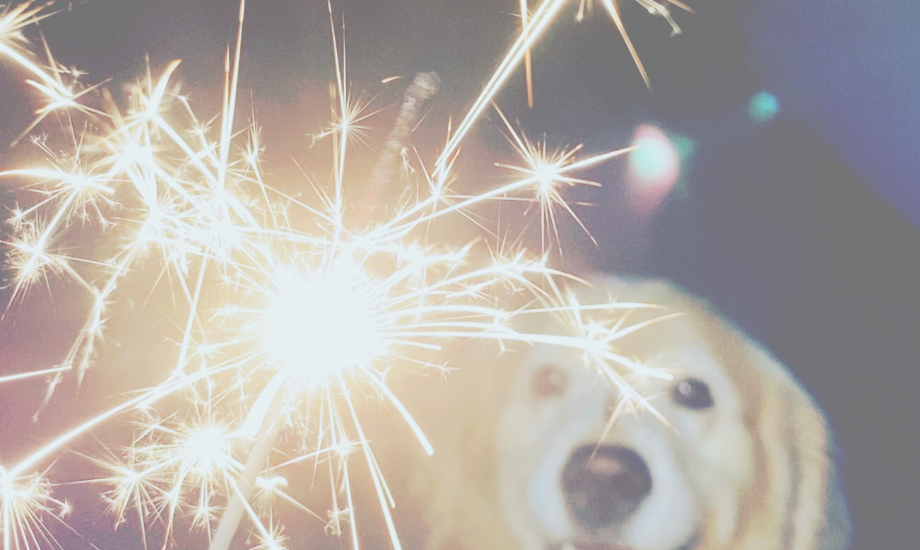 How to help your dog cope with fireworks