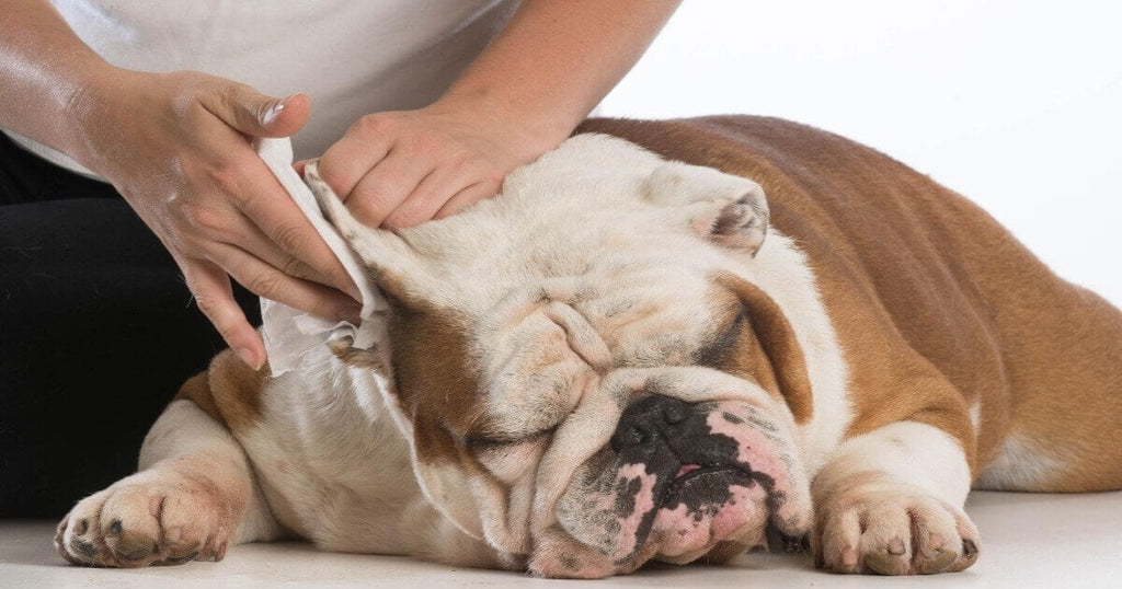 How To Clean Your Dog's Ears - healthybud USA