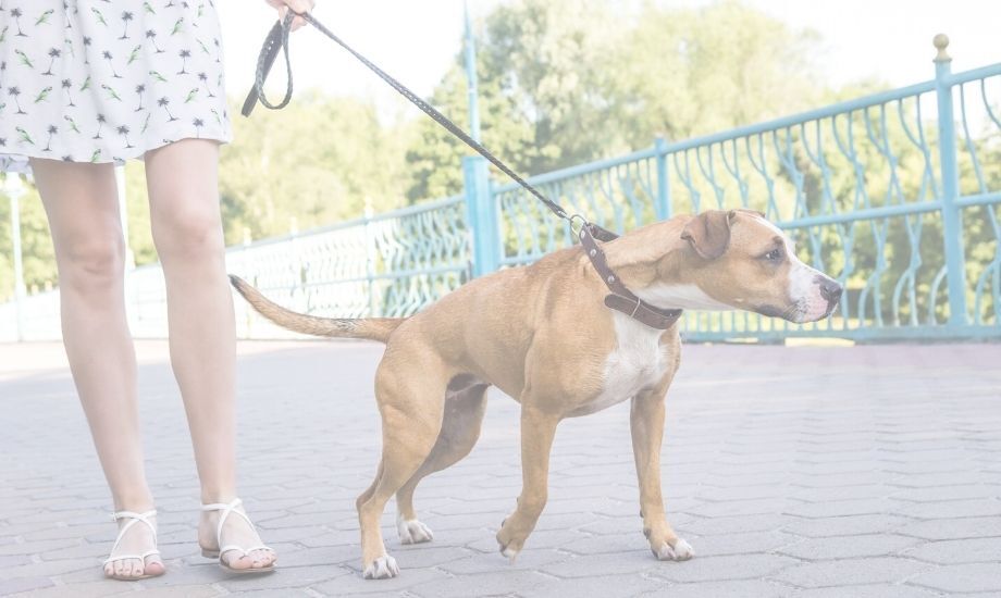 How To Help A Dog With Gas - healthybud USA