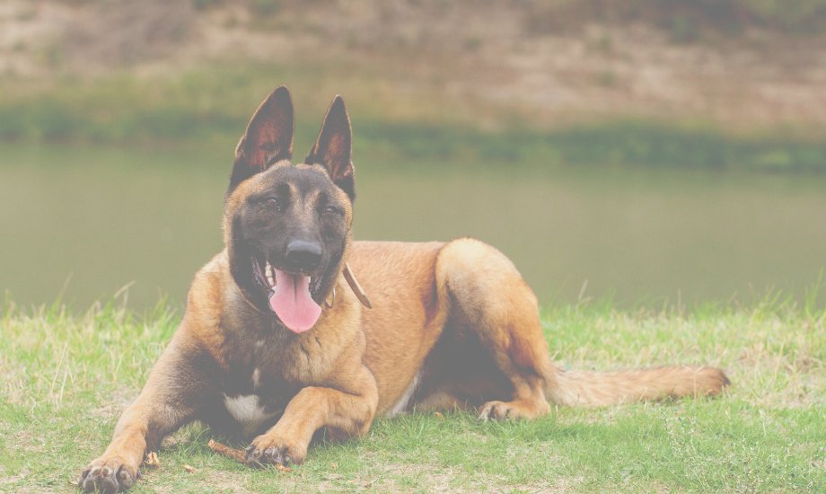 How to Pick the Right Dog for You - healthybud USA