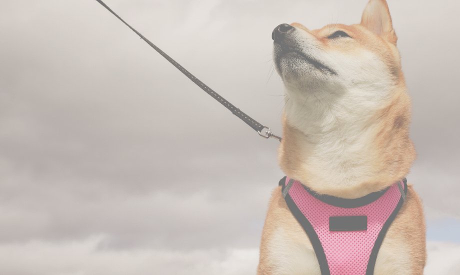 If Your Dog Leash-Pulls You NEED to Read This - healthybud USA