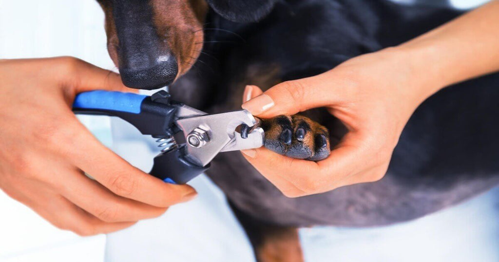 How To Clip Your Dog's Nails