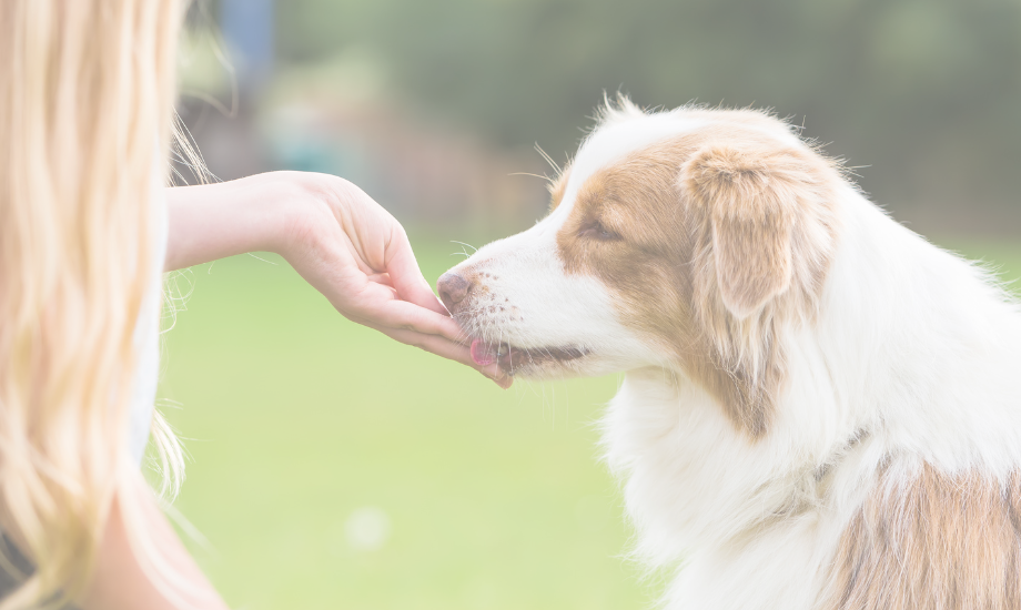 How to pick the right treats for dog training