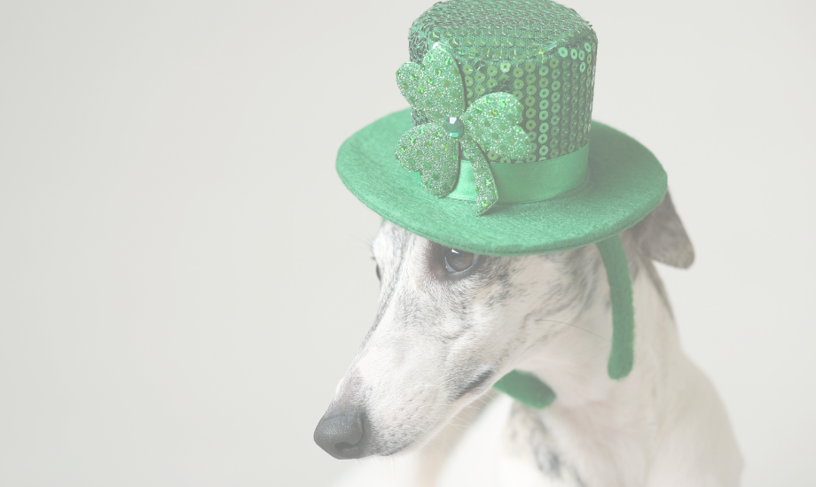 3 easy DIY dog treats for St. Patrick’s Day