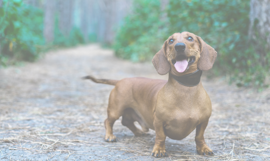 Weight control & diet for dachshunds