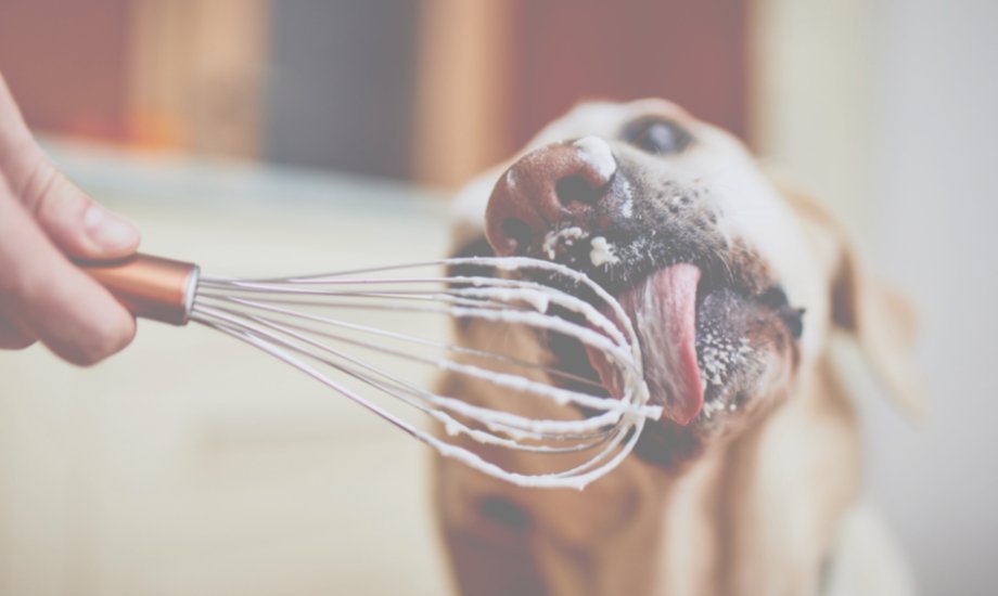 Our Five Fave Lickimat Recipes - healthybud USA