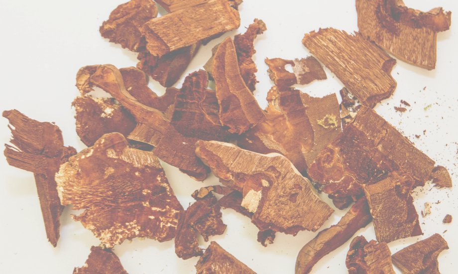 Reishi: what it is & why your dog needs it - healthybud USA