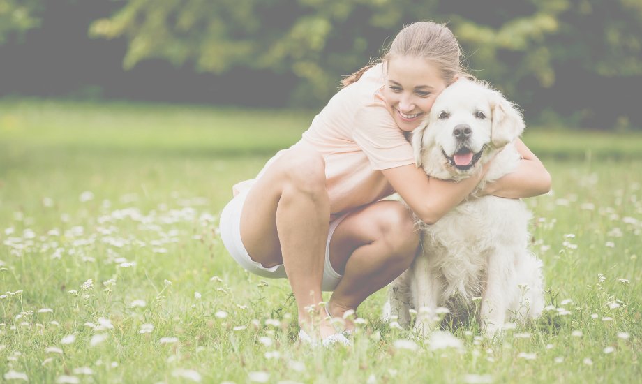 Top 5 Wellness Tips For Dogs - healthybud USA