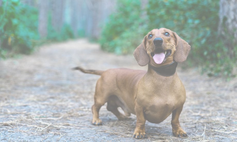 Weight control & diet for dachshunds - healthybud USA
