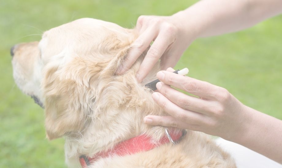 What To Do If Your Dog Has Ticks - healthybud USA