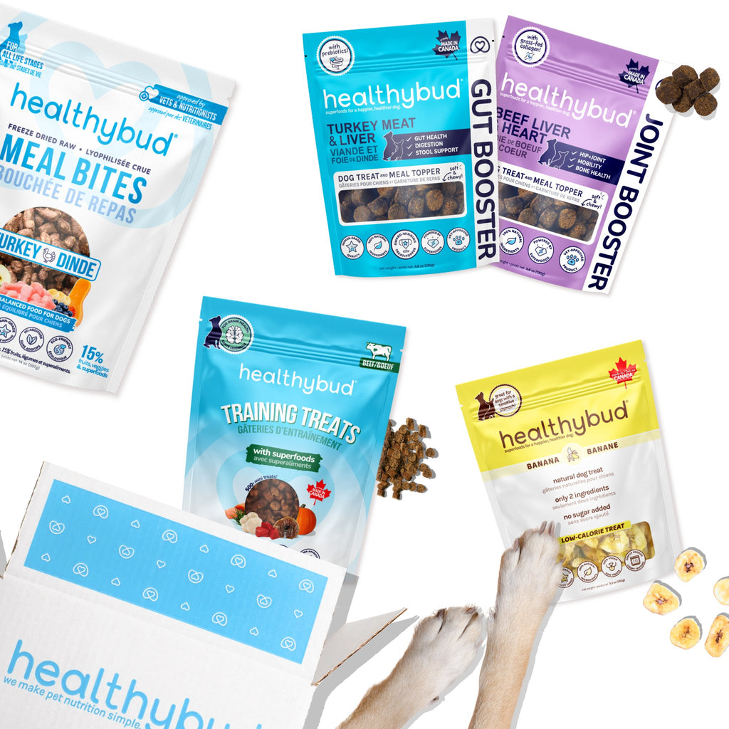 Brian & Magnus Training Bundle (Ltd. Edition) - healthybud USA