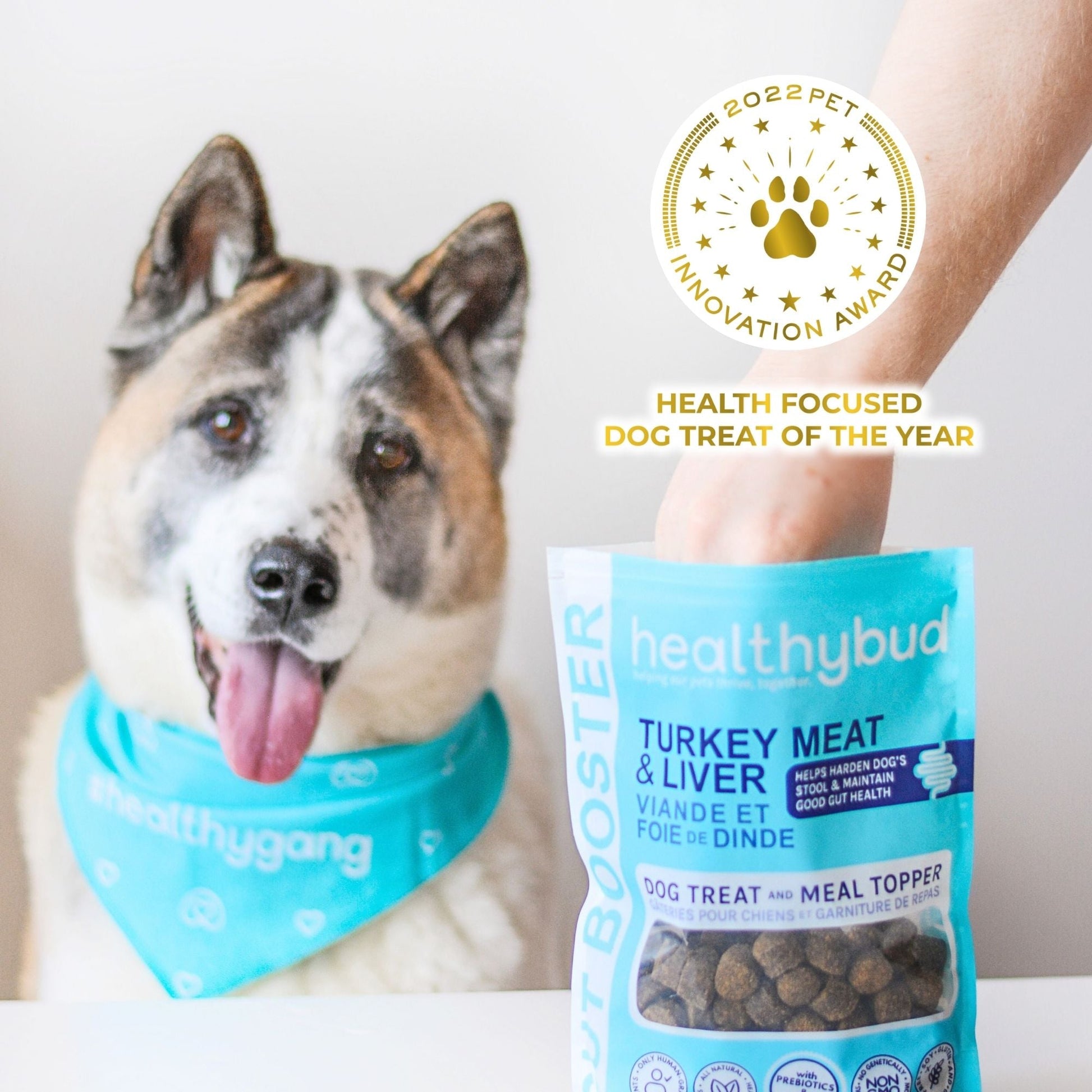 Dog enjoying Healthybud Turkey Gut Booster training treat - supports digestion with prebiotics and pumpkin seeds.