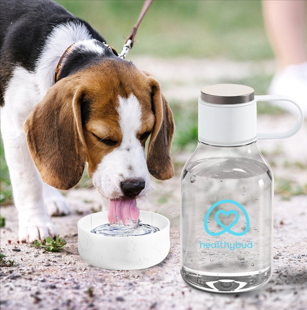 Water Bottle & Dog Bowl - healthybud USA